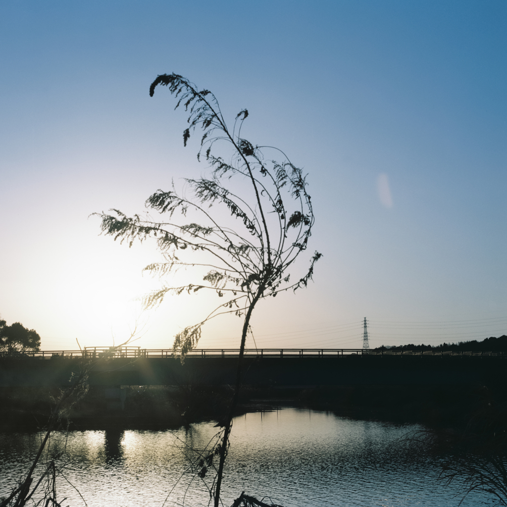 Riverside in the Evening #3 (Film)