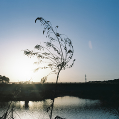 Riverside in the Evening #3 (Film)