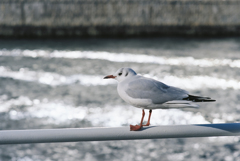 Just for a Moment (Film)