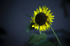 Sun Flower (Mid Night)
