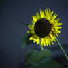 Sun Flower (Mid Night)