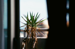 涼 01 (Film)