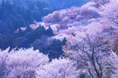早朝に思いを馳せて