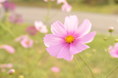 ほんわかコスモス