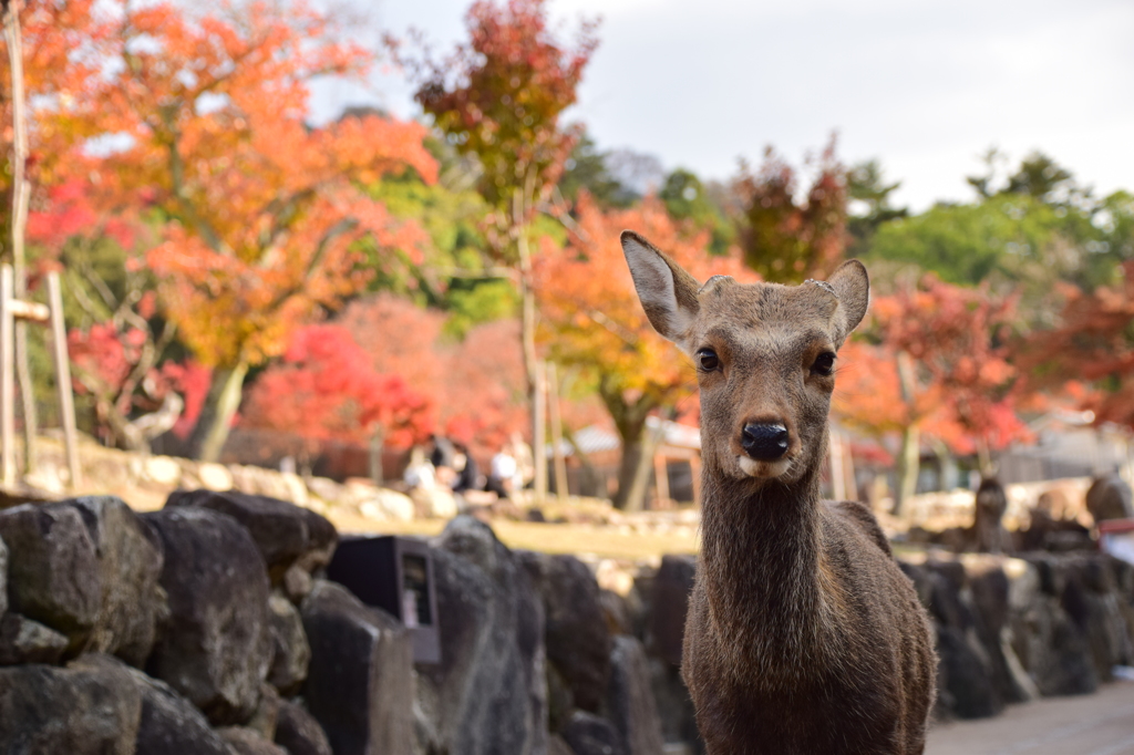 紅葉と鹿さん