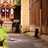 路地裏でこんにちわ