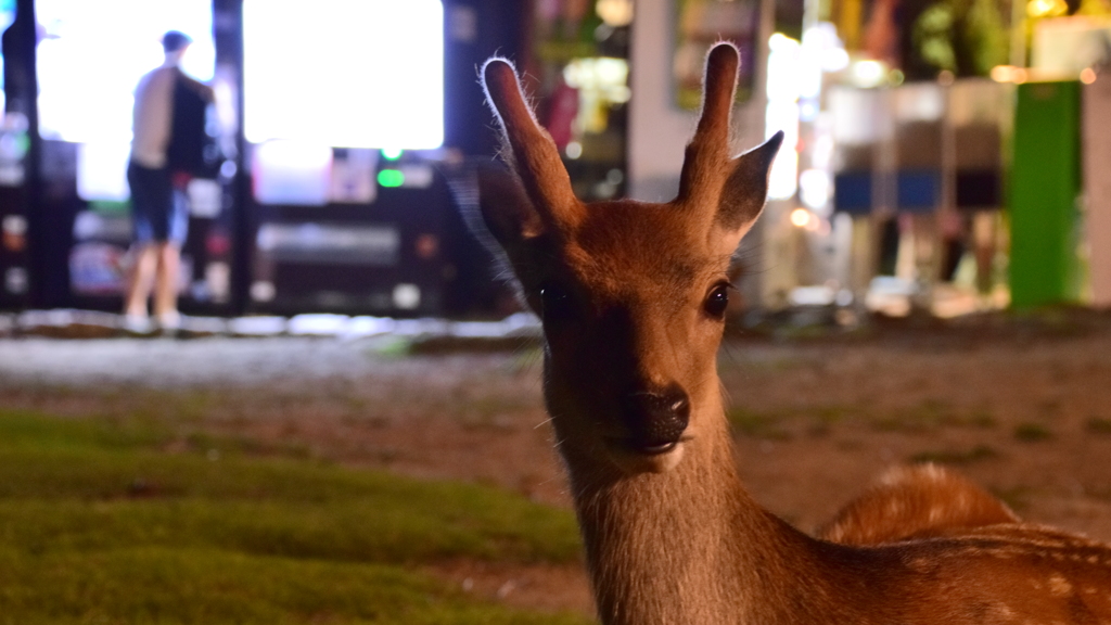 燈花会、楽しんだか？