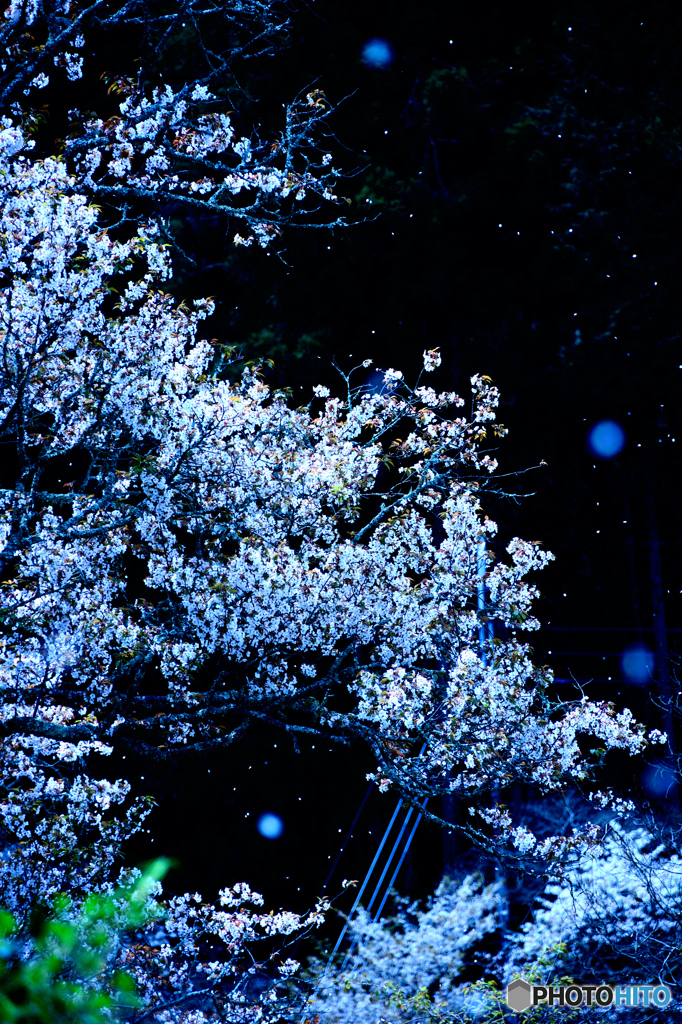 桜雪