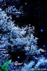桜雪