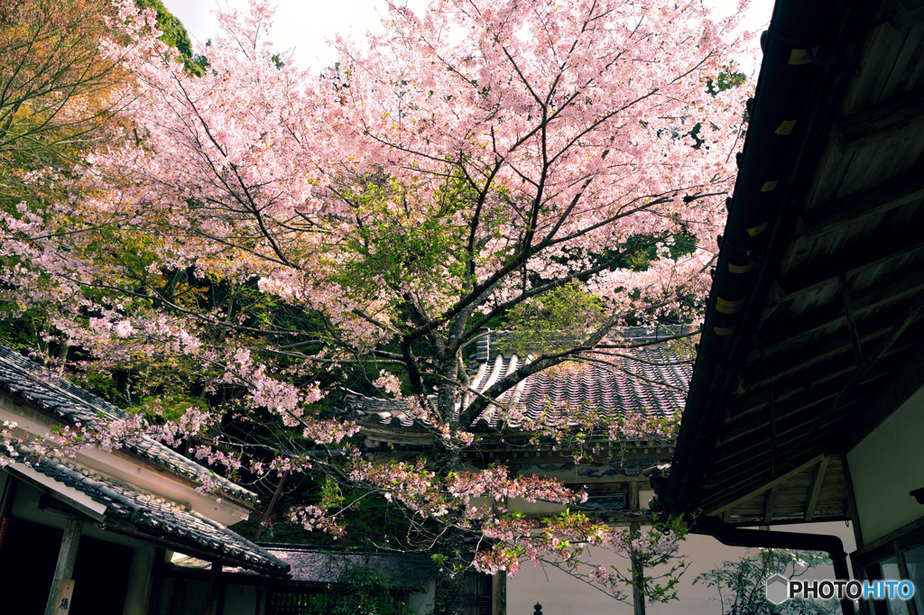 如意輪寺にて