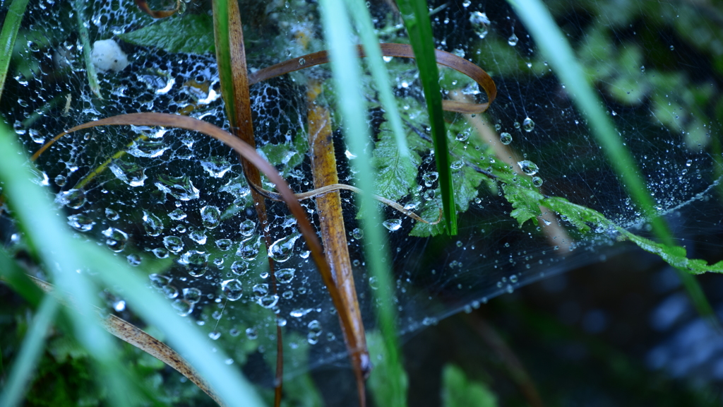 蜘蛛糸雫