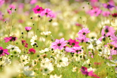 それぞれの輝き