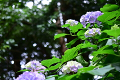 見上げるスタンス