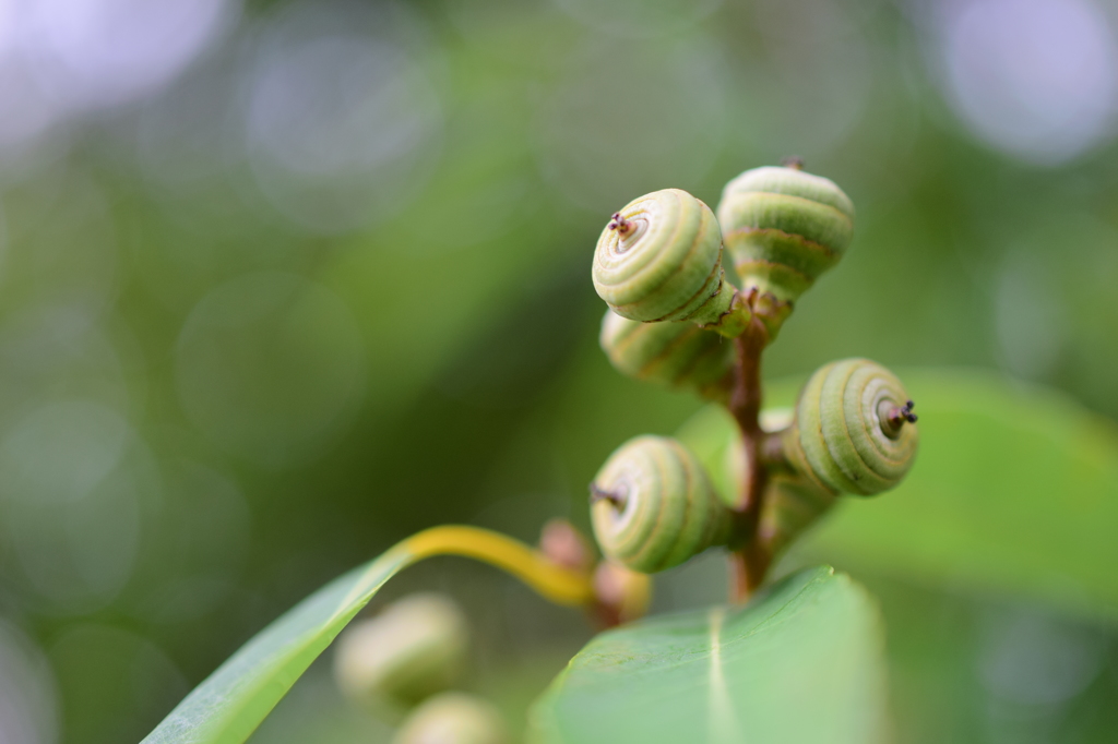 秋になったらドングリ