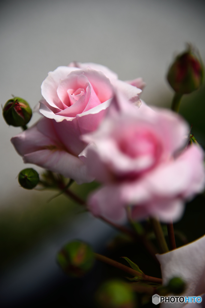 pink rose