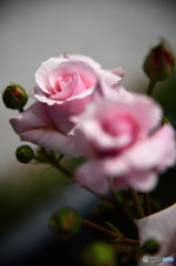 pink rose