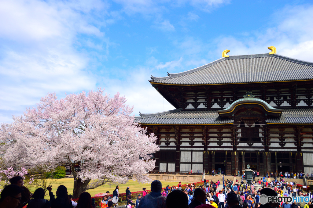 東大寺の桜 By Minatocamera Id 写真共有サイト Photohito