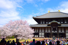 東大寺の桜