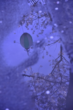 水溜りの春