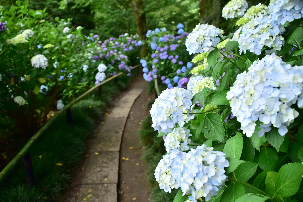 矢田寺あじさい庭園