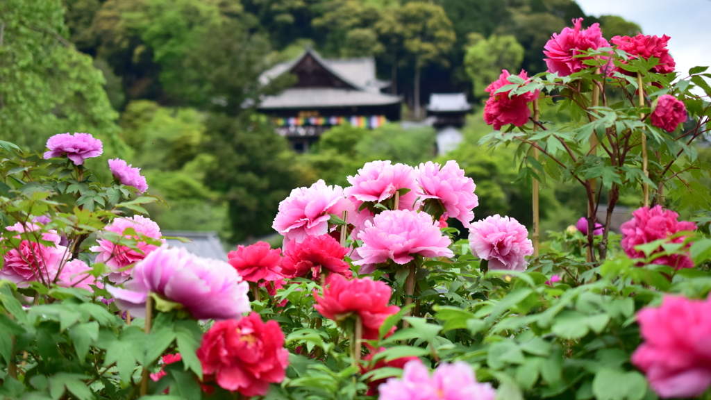 花の御寺