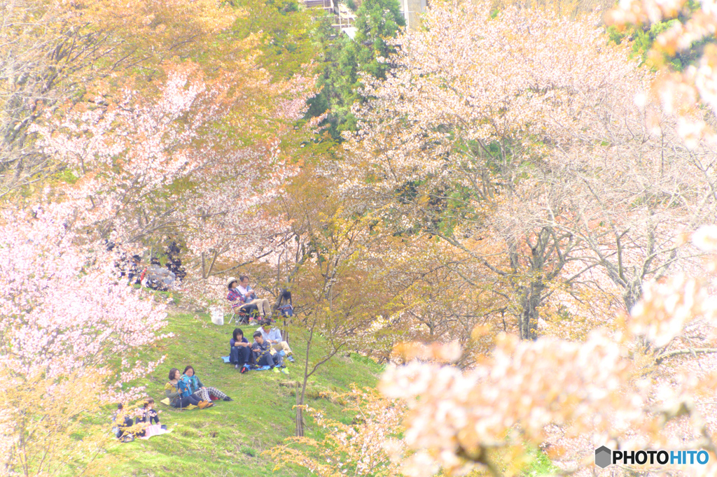 お花見
