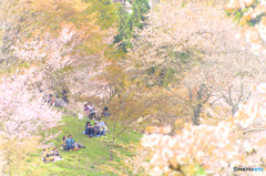 お花見