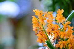 オレンジガム色