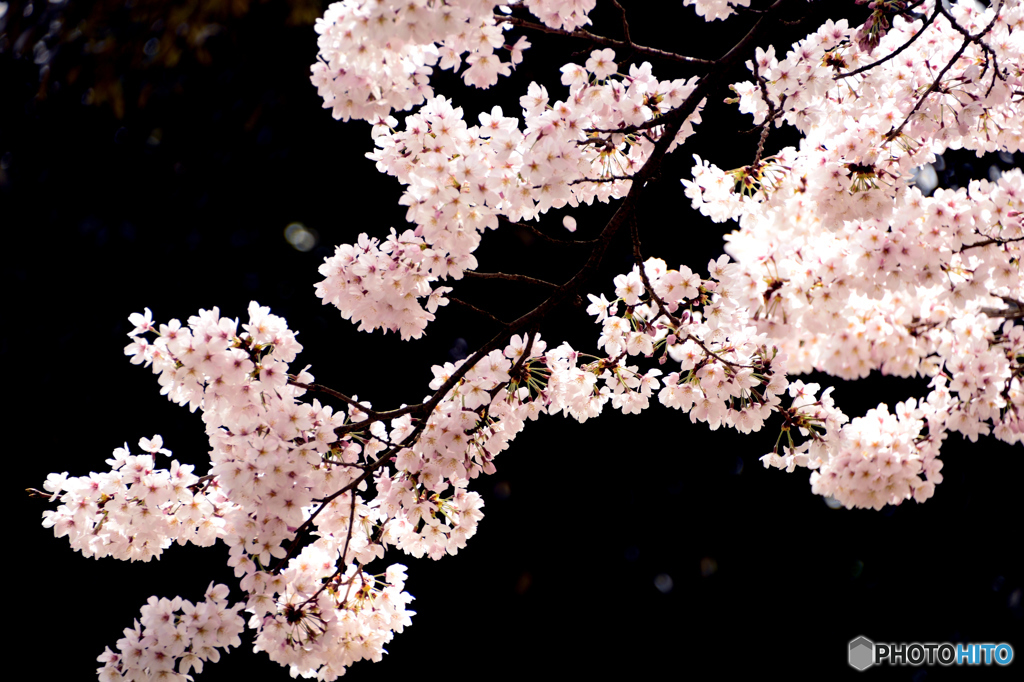 sakura
