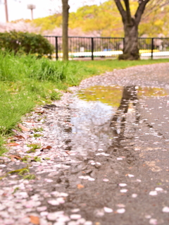 雨上がりの散歩道
