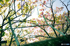ソメイは終わって八重桜
