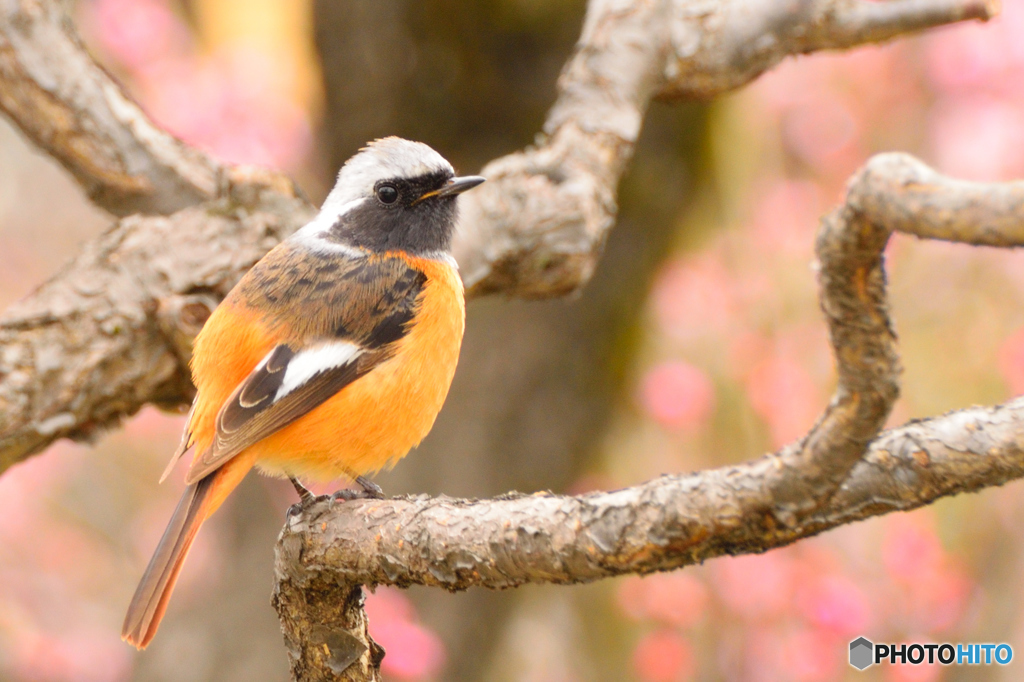 むくむくジョウビタキ