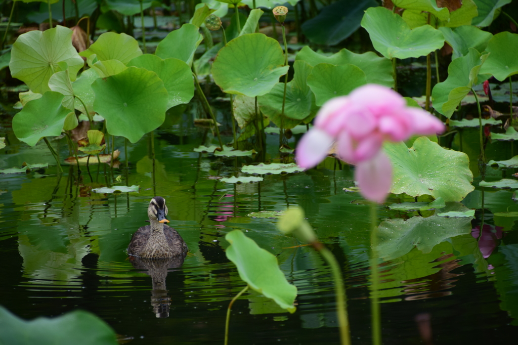 鴨も観蓮会