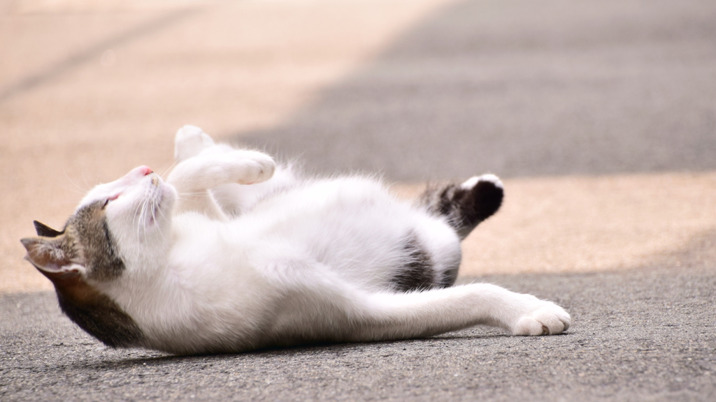 ゴロゴロにゃーん