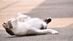 ゴロゴロにゃーん