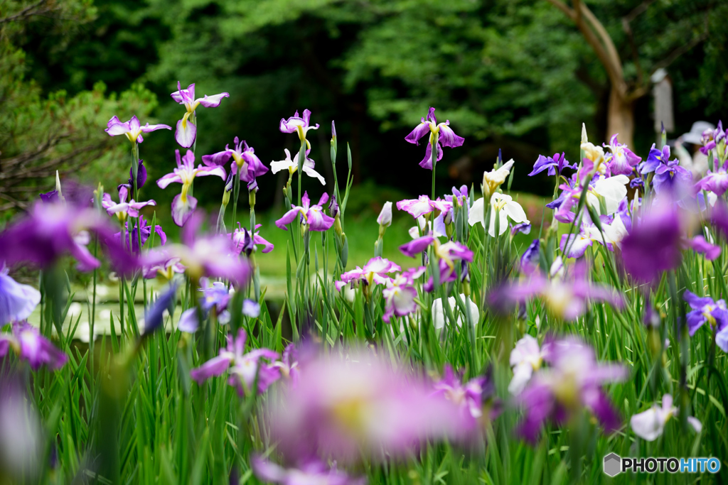 花菖蒲は夏の始まり