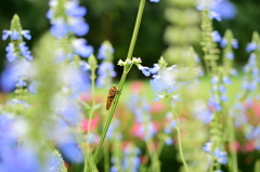 ハードボイルドⅡ