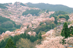 一目千本 その2