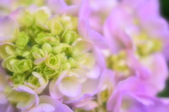 hydrangea