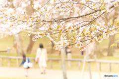 「綺麗やねぇ」