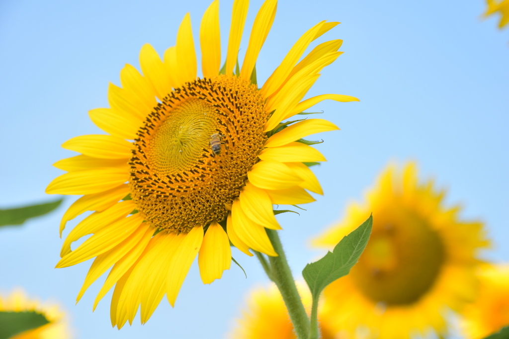 HAPPY  SUNFLOWER