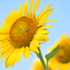 HAPPY  SUNFLOWER