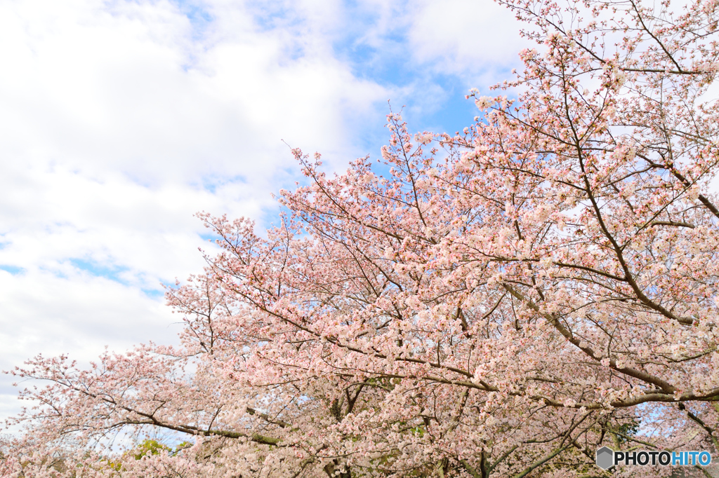 桜並木