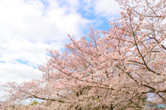 桜並木
