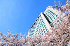 青空×ビル×桜