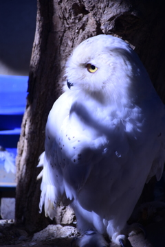 白フクロウ