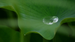 砂糖水の味がしそう