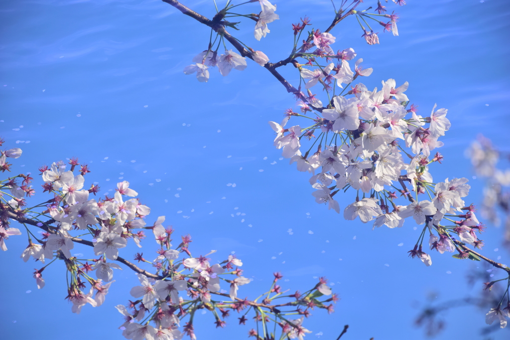 流れる桜