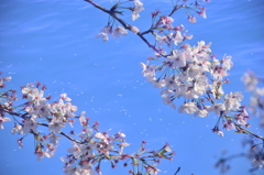 流れる桜