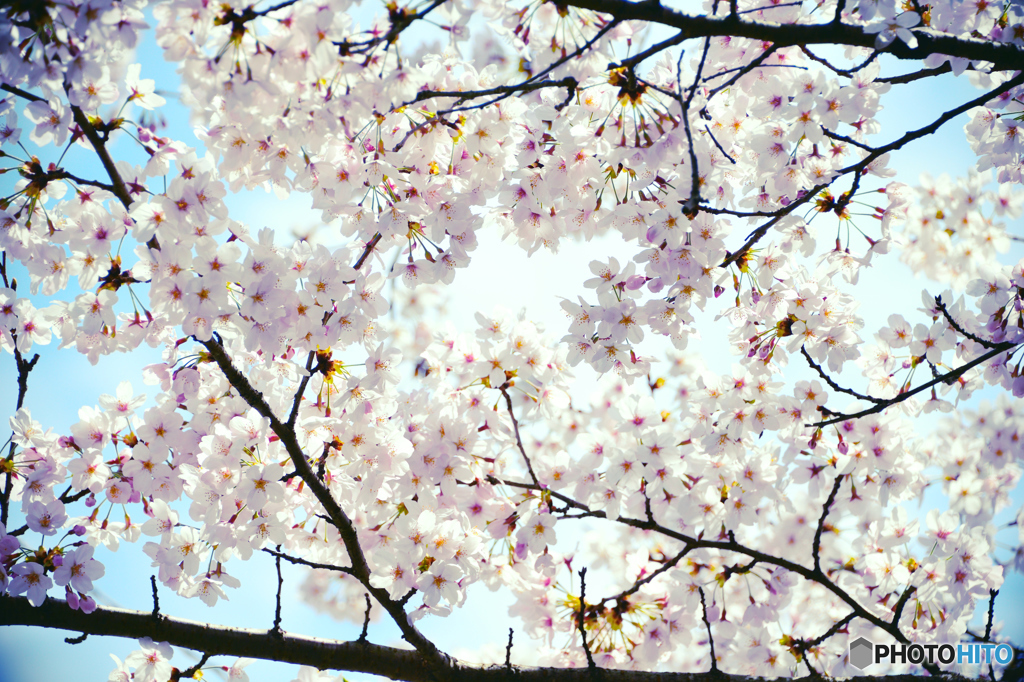 見上げれば桜